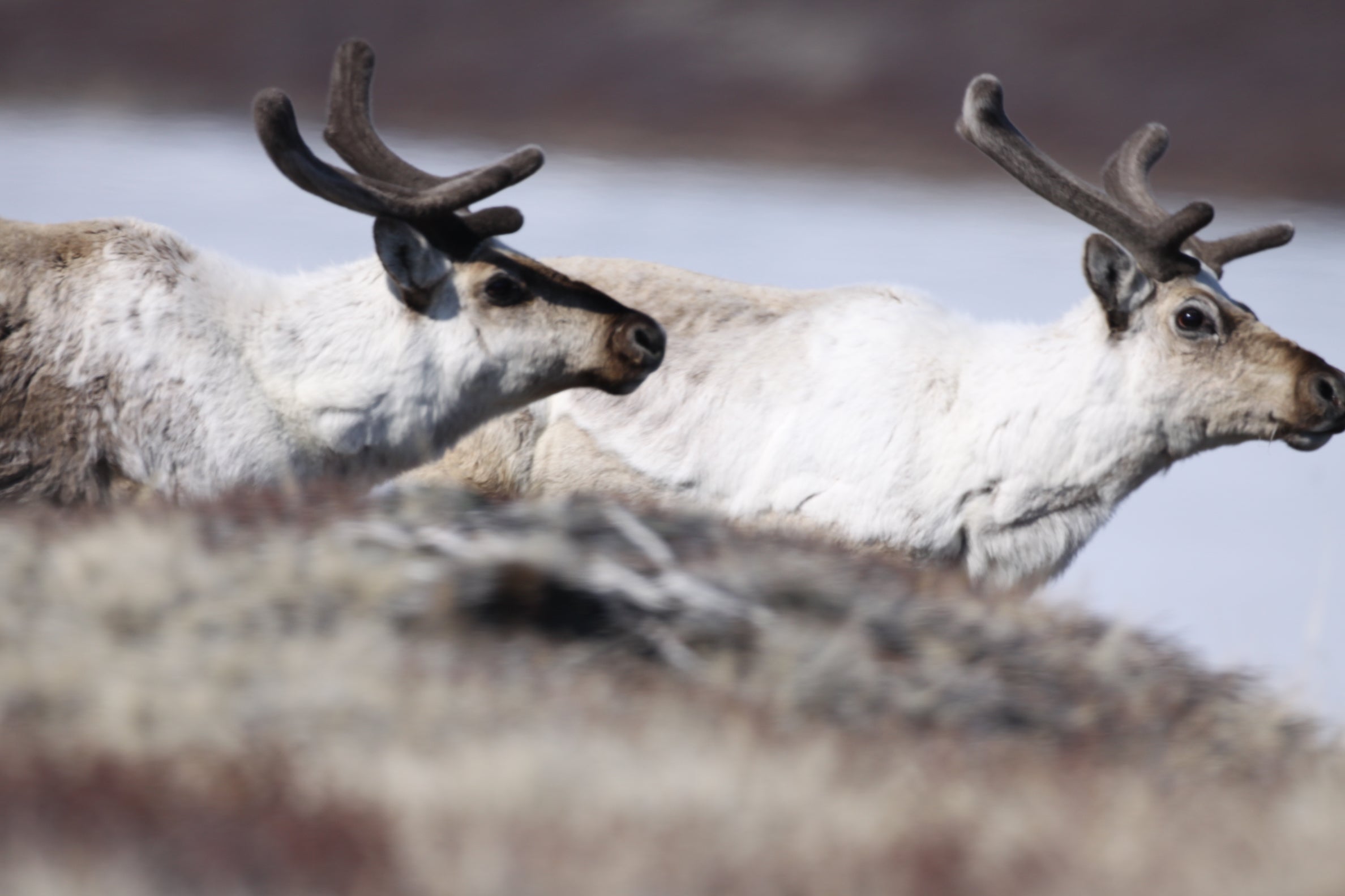 Caribou and Muskoxen Buffer Climate Impacts for Rare Plants UC Davis